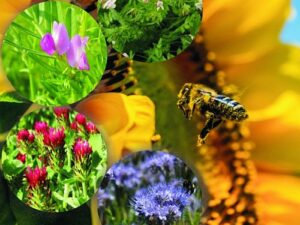 Bienen-Grundmischung - Blütenpollen- und Nektar-Trachtwiese (Saatgut)