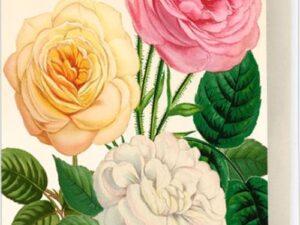 Postkartenbuch 'Alte Gartenrosen'