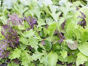 Asia-Gemüse 'Pikanter Mix' (Bio-Saatgut)