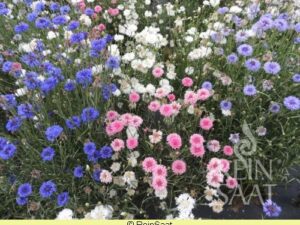 Kornblumen-Mischung - Blütenfarben (Mischung)