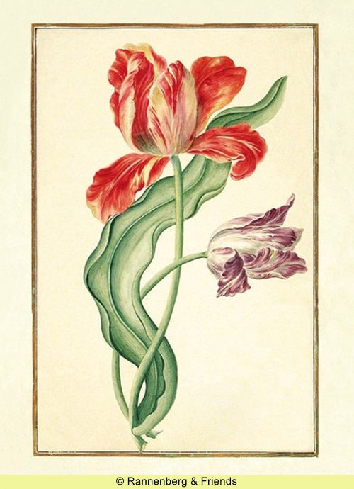 Postkartenbuch 'Aus dem Karlsruher Tulpenbuch' – Bild 16