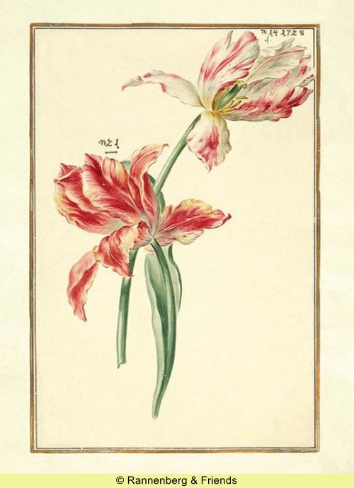Postkartenbuch 'Aus dem Karlsruher Tulpenbuch' – Bild 14