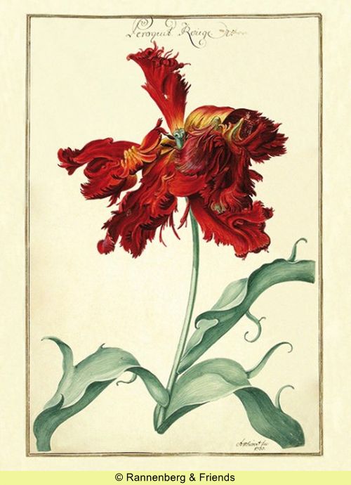 Postkartenbuch 'Aus dem Karlsruher Tulpenbuch' – Bild 13