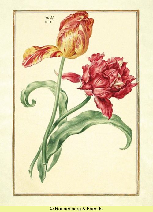 Postkartenbuch 'Aus dem Karlsruher Tulpenbuch' – Bild 12