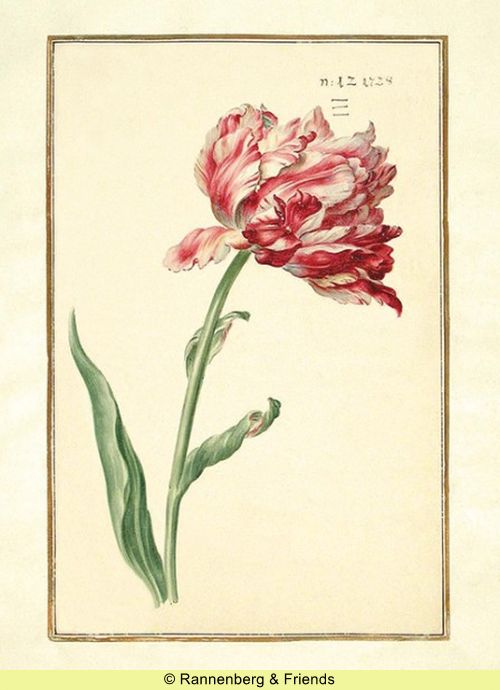 Postkartenbuch 'Aus dem Karlsruher Tulpenbuch' – Bild 11