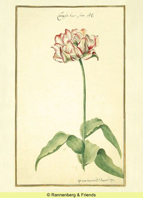 Postkartenbuch 'Aus dem Karlsruher Tulpenbuch' – Bild 10