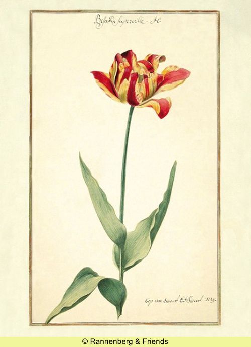 Postkartenbuch 'Aus dem Karlsruher Tulpenbuch' – Bild 9