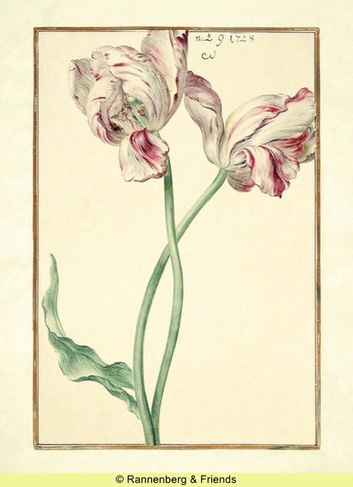 Postkartenbuch 'Aus dem Karlsruher Tulpenbuch' – Bild 8