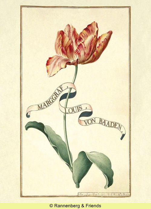 Postkartenbuch 'Aus dem Karlsruher Tulpenbuch' – Bild 7