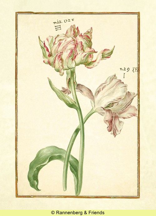Postkartenbuch 'Aus dem Karlsruher Tulpenbuch' – Bild 6