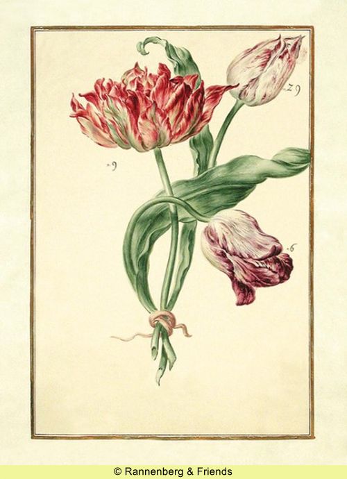 Postkartenbuch 'Aus dem Karlsruher Tulpenbuch' – Bild 5