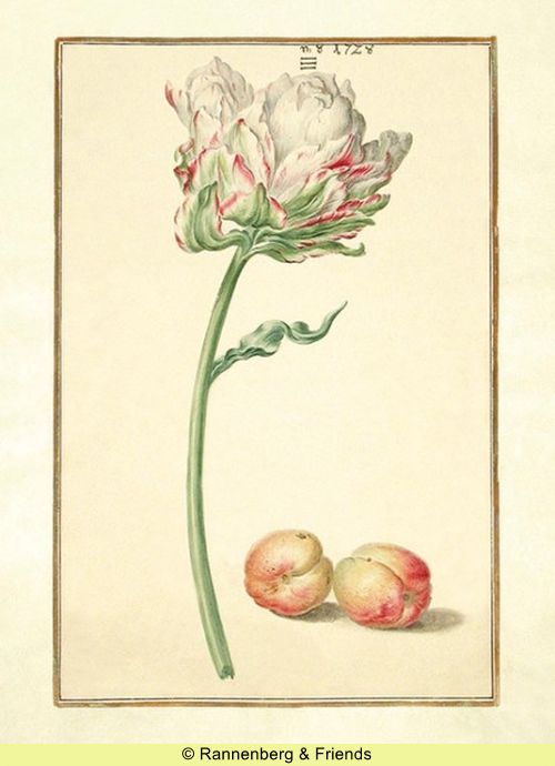 Postkartenbuch 'Aus dem Karlsruher Tulpenbuch' – Bild 4
