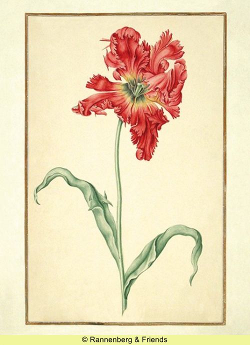 Postkartenbuch 'Aus dem Karlsruher Tulpenbuch' – Bild 2