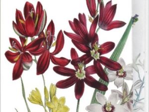 Postkartenbuch aus 'The Ladies Flower Garden'