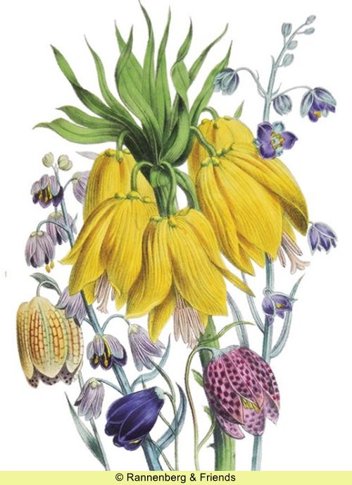 Postkartenbuch aus 'The Ladies Flower Garden' – Bild 15