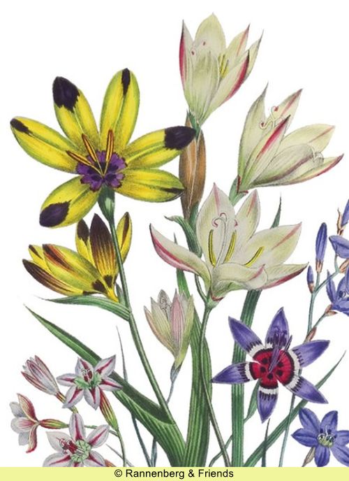 Postkartenbuch aus 'The Ladies Flower Garden' – Bild 12