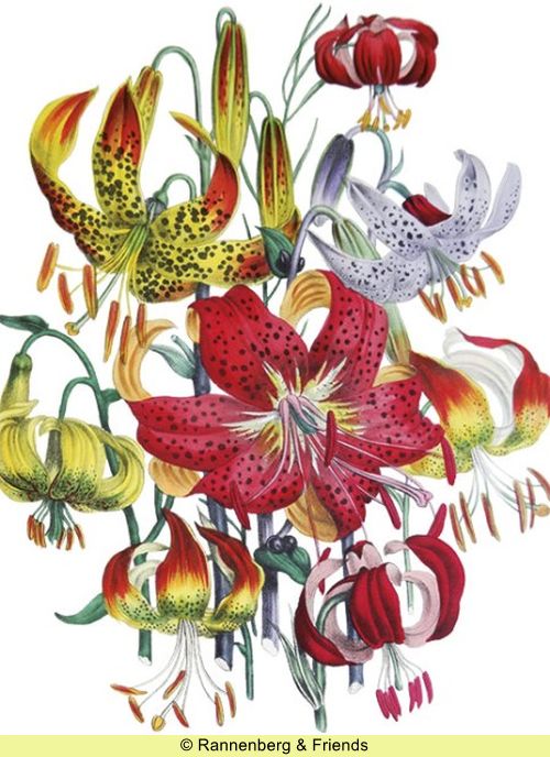 Postkartenbuch aus 'The Ladies Flower Garden' – Bild 11