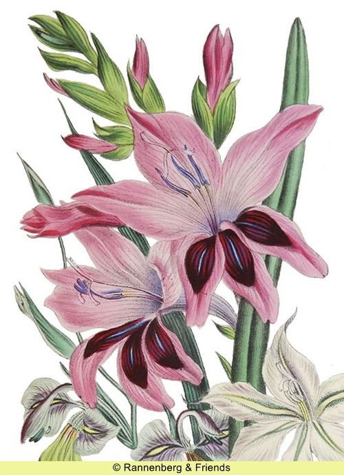 Postkartenbuch aus 'The Ladies Flower Garden' – Bild 9