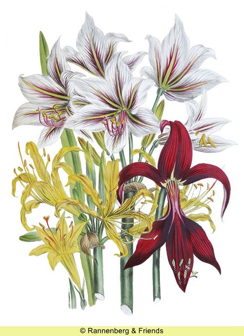 Postkartenbuch aus 'The Ladies Flower Garden' – Bild 8