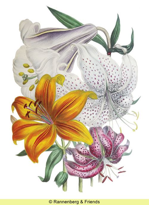 Postkartenbuch aus 'The Ladies Flower Garden' – Bild 7