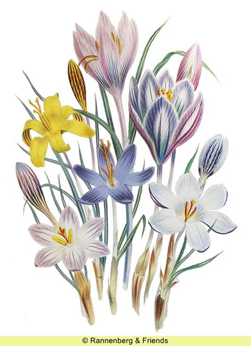 Postkartenbuch aus 'The Ladies Flower Garden' – Bild 6