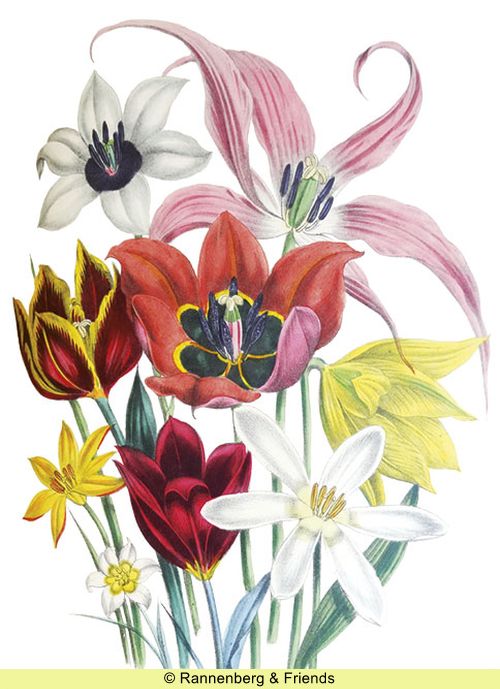 Postkartenbuch aus 'The Ladies Flower Garden' – Bild 5