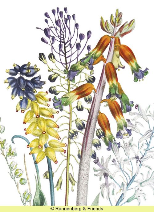 Postkartenbuch aus 'The Ladies Flower Garden' – Bild 4