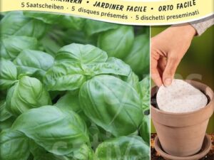 Basilikum großblättrig Genoveser Typ (Bio-Saatscheibe)