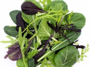 Salat-Mischung 'Oriental Mix' - Bunte Schnittsalate (Bio-Saatband)