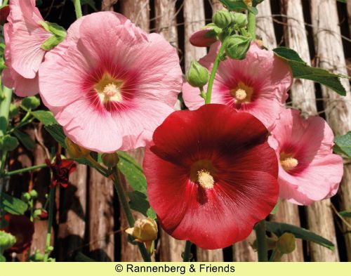Postkartenbuch 'Stockrosen' – Bild 15