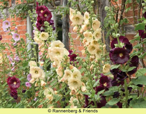 Postkartenbuch 'Stockrosen' – Bild 14