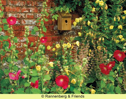Postkartenbuch 'Stockrosen' – Bild 12