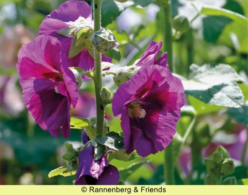 Postkartenbuch 'Stockrosen' – Bild 11