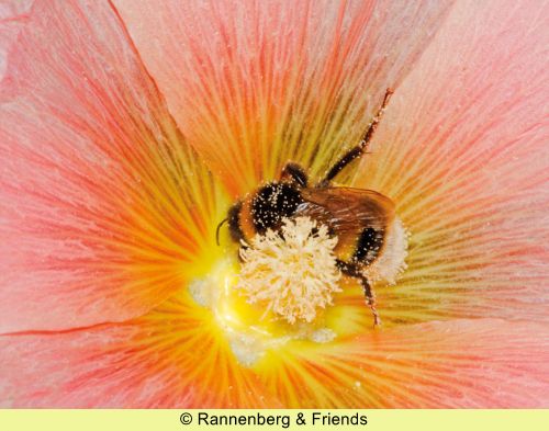 Postkartenbuch 'Stockrosen' – Bild 10