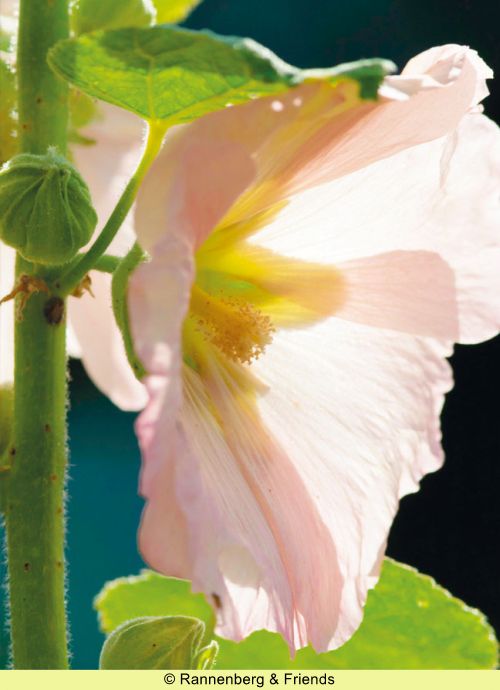 Postkartenbuch 'Stockrosen' – Bild 8