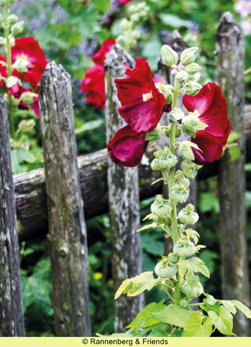Postkartenbuch 'Stockrosen' – Bild 7