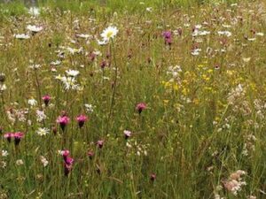 Mager- und Sandrasen - Mischung Blumen + Kräuter (Saatgut)
