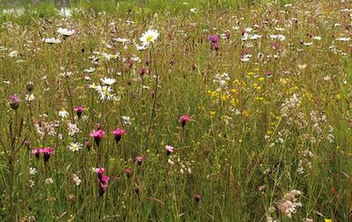 Mager- und Sandrasen - Mischung Blumen + Kräuter (Saatgut)
