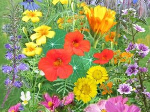Blütenspeise I - Einjährige Mischung essbarer Blüten (Saatgut)