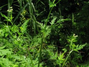 Laubwaldboden - Mischung Gräser und Wildblumen (Saatgut)