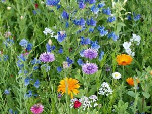 Blumenwiese VII - Staudenzauber (Saatgut)