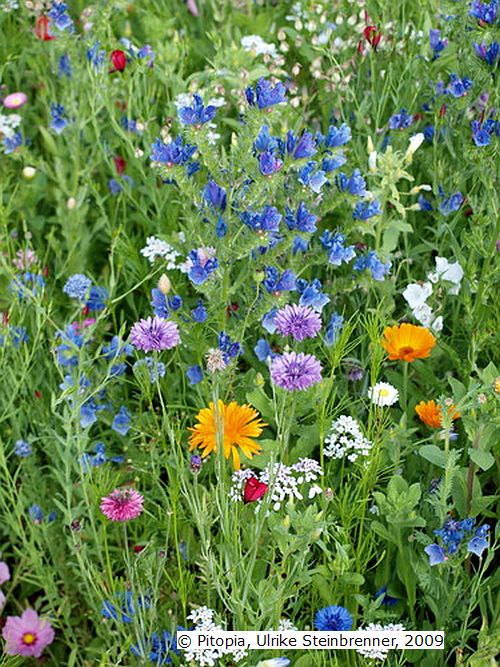 Blumenwiese VII - Staudenzauber (Saatgut)