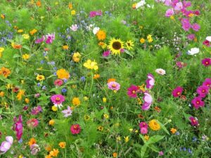 Blumenwiese XVII - Meissner Blütenfeuerwerk (Saatgut)