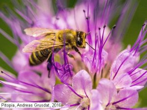 Bienen-Grundmischung - Blütenpollen- und Nektar-Trachtwiese (Saatgut)