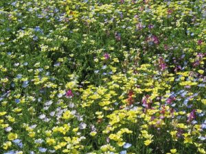 Blumenwiese XIX - Bedeckende Blumen (Saatgut)