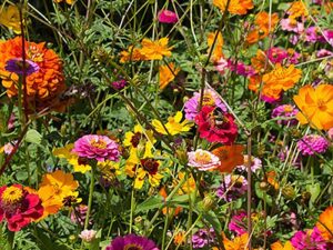 Blumenwiese XXI - Blütenmagie (Saatgut)