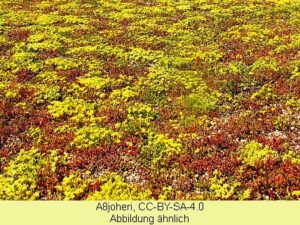 Sedum-Mischung V - Vier Arten (Saatgut)