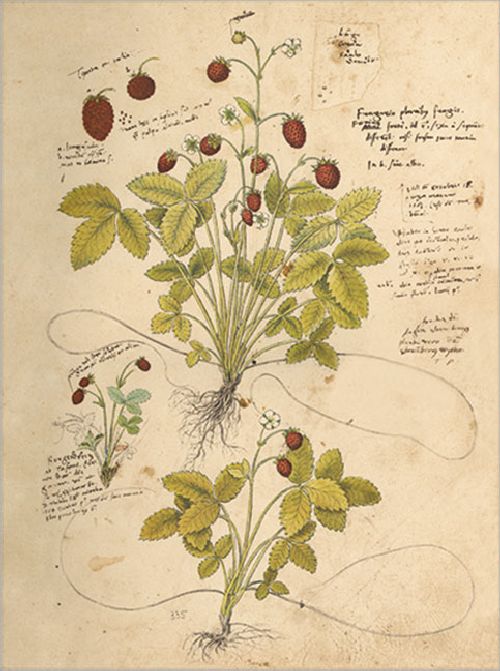 Postkartenbuch 'Conrad Gesner Historia Plantarum' – Bild 17