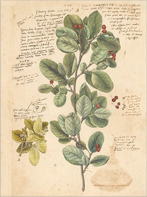 Postkartenbuch 'Conrad Gesner Historia Plantarum' – Bild 16