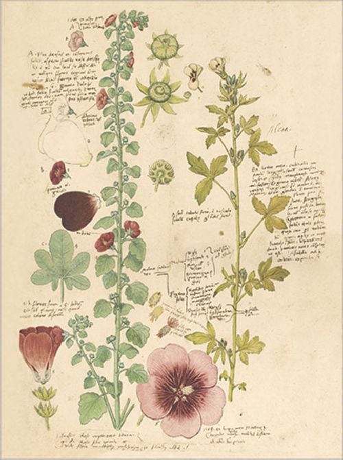 Postkartenbuch 'Conrad Gesner Historia Plantarum' – Bild 15